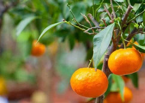柑橘作为世界上最重要的经济作物和国际农产品与加工品之一,是世界第
