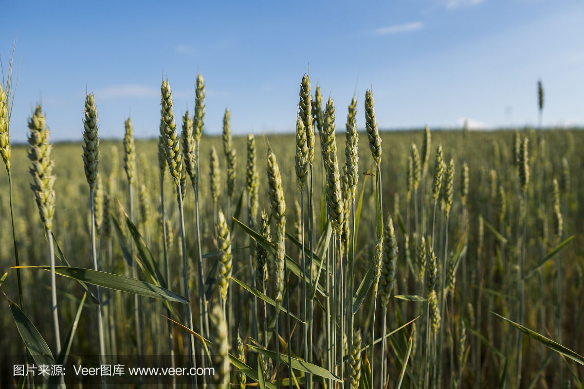 年轻的绿色麦田。小麦成熟的耳朵。农业。自然的产品。农业景观。