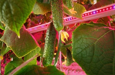 昕诺飞携手俄罗斯创新型农业企业RIAT,在植物工厂内打造全新人工照明方式种植番茄和黄瓜