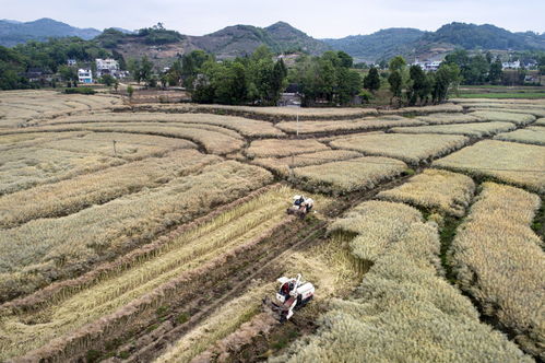 贵州毕节 农作物秸秆综合利用效益好
