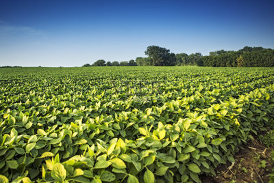 大豆,农作物,植物,成一排,水平画幅
