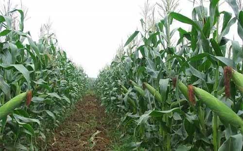 玉米属耐旱作物,种植过程中要不要浇水?浅谈玉米浇水最佳时期